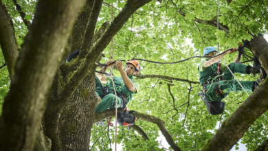 Tree Maintenance and Pruning Techniques