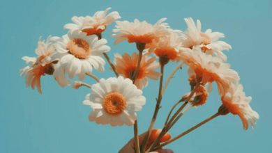 Aesthetic:Fg717absbvw= Flower