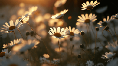 Aesthetic:Fg717absbvw= Flower Images