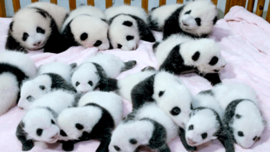Baby: Wzxqdsra1js = Pandas
