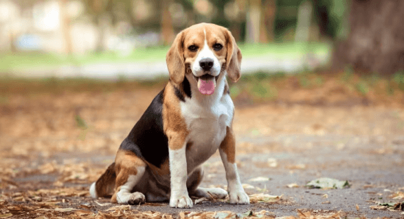 Puppy:1chd8mtfua4= Beagle