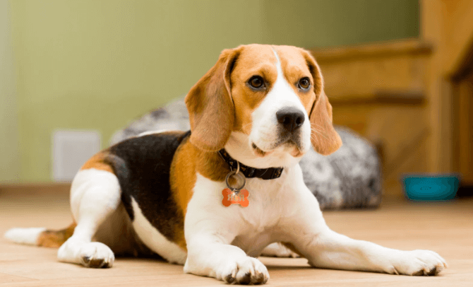 Puppy:1chd8mtfua4= Beagle