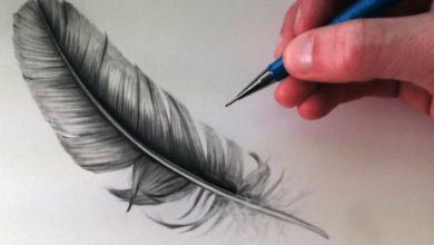 Drawing:2sq2cro9jze= Feathers