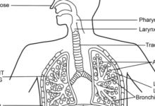 Drawing:5ahwxm0q61k= Respiratory System