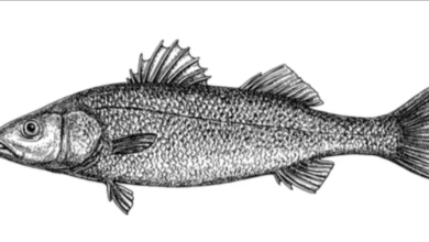 Drawing:5xtzkkd3gc8= Bass Fish