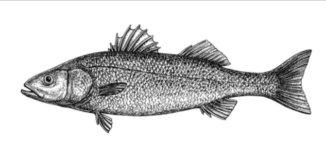 Drawing:5xtzkkd3gc8= Bass Fish