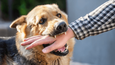 Dog Bite Lawyer Can Support Your Injury Claim