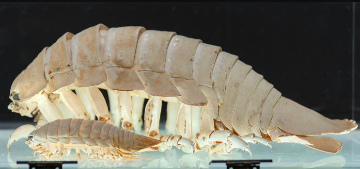 isopods