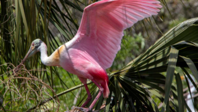 Charleston Birds A Guide to Birdwatching in Charleston South Carolina