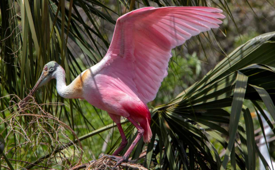 Charleston Birds A Guide to Birdwatching in Charleston South Carolina