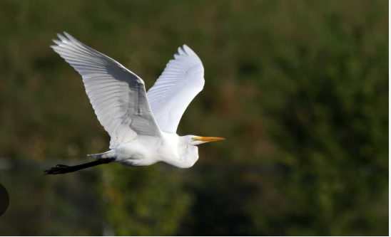 Charleston Birds A Guide to Birdwatching in Charleston South Carolina