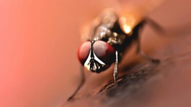 indian small a3 device