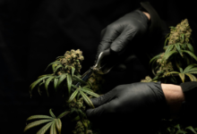 Tips and Tools for Creating a Successful Cannabis Shop