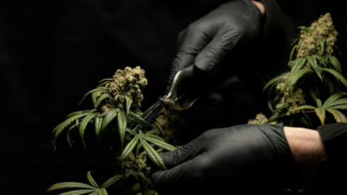 Tips and Tools for Creating a Successful Cannabis Shop