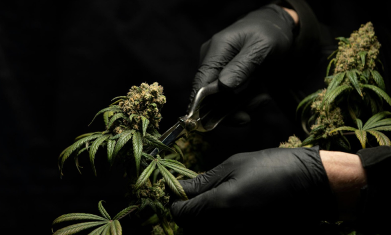 Tips and Tools for Creating a Successful Cannabis Shop