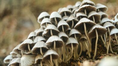 small cap stock strategies