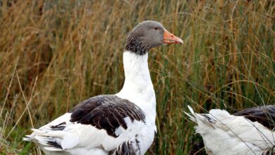 hqp rner profile summary overview