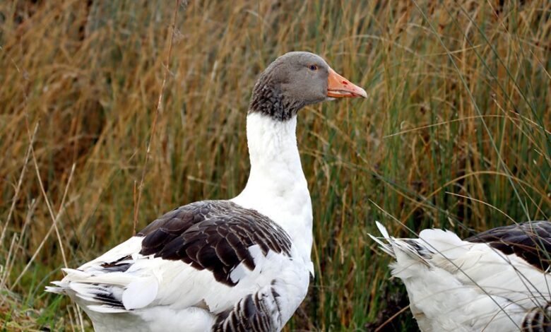 hqp rner profile summary overview