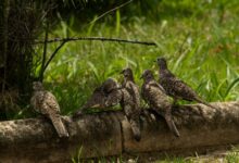 numeric traceability governance log