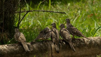 numeric traceability governance log