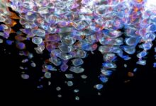 apex beam fusion flow