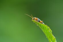 bug fixing guide for evebiohaztech beginners