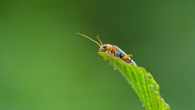 bug fixing guide for evebiohaztech beginners