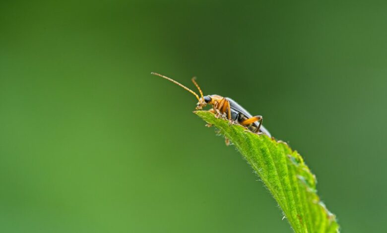 bug fixing guide for evebiohaztech beginners