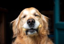 The Basics of Canine Nutritious Feeding and Treat Administration