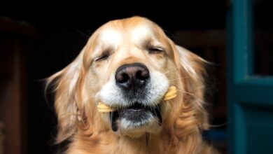 The Basics of Canine Nutritious Feeding and Treat Administration