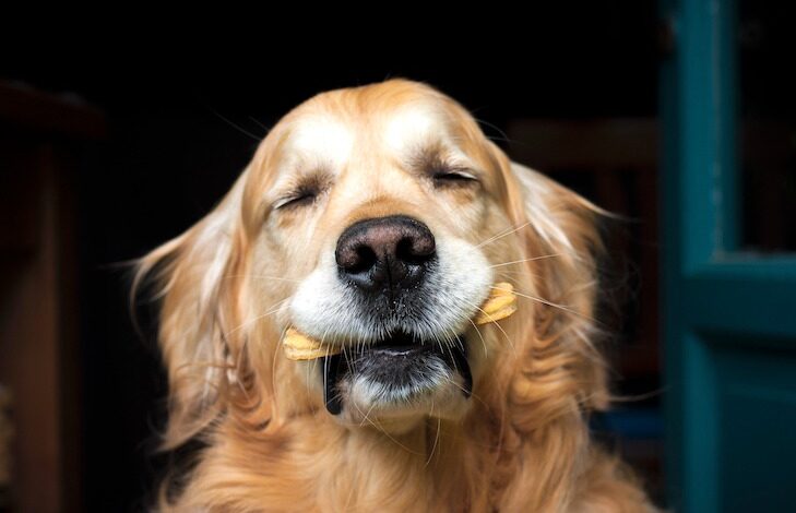 The Basics of Canine Nutritious Feeding and Treat Administration